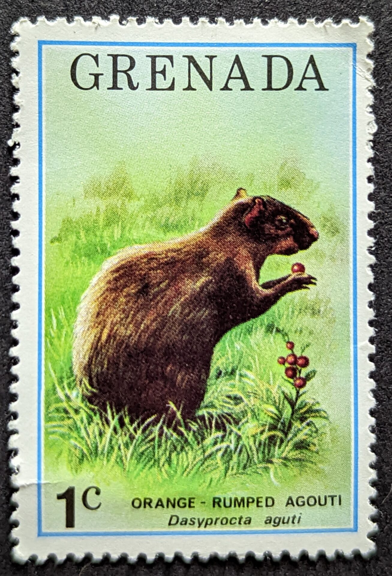 Orange Rumped Agouti stamp 1976