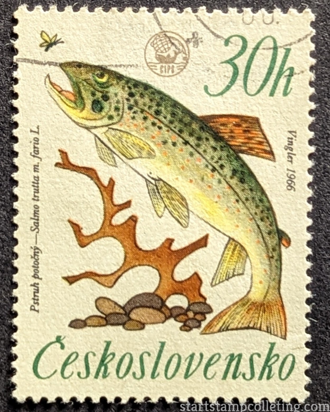 River Trout (Salmo trutta morpha fario) 1966 czechoslovakia stamp