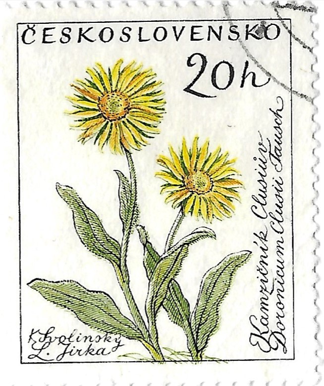 Doronicum plantagineum postage stamp czechoslovakia