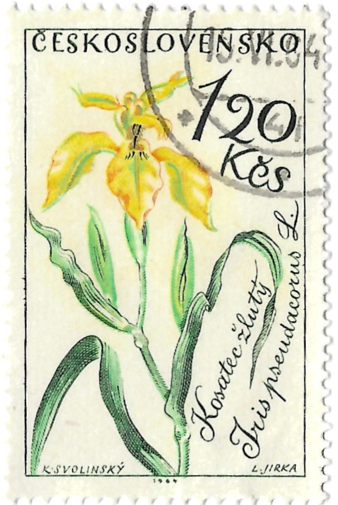 Yellow iris (Iris pseudacorus) postage stamp