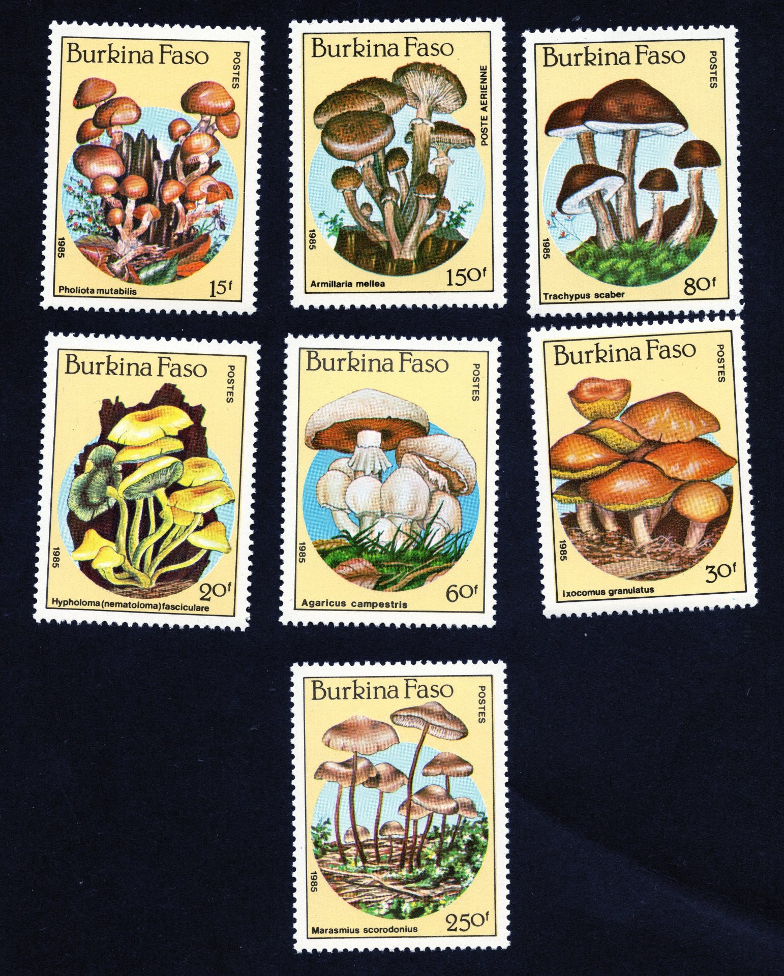 A scan of a series of stamps featured mushrooms issued in Burkina Faso in 1985